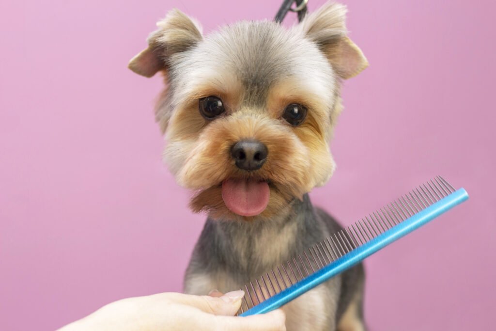 Home Dreamstime M 168970933 1024x683