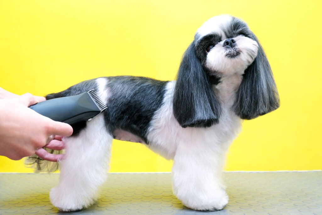 Home Dreamstime M 218600472 1024x683