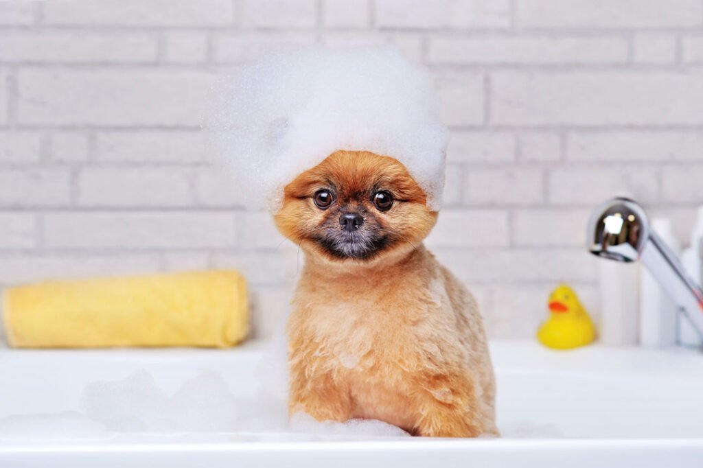 Home spitz in the bathtub with shampoo foam on the head